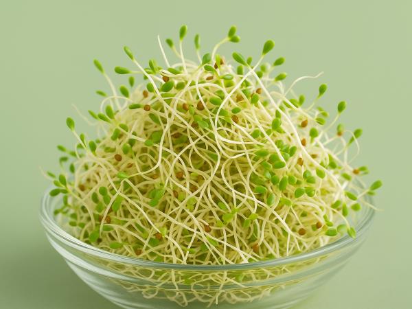 Kako zdravi so pšenični kalčki?