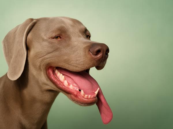 Nas letos čaka indijansko, ali pasje poletje?