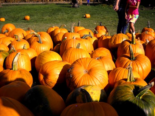 Kdaj je sok iz buč dober in kdaj ne?