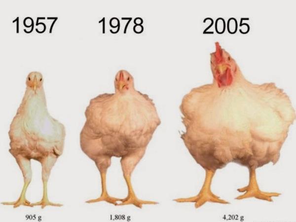 Šokantno: holokavst na kurjih farmah