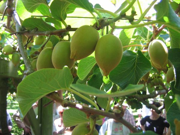 Majhen, kosmat, a močnejši od pomaranče: kivi ima več vitamina C od citrusov in 8 razlogov ga dela za skoraj popolno živilo