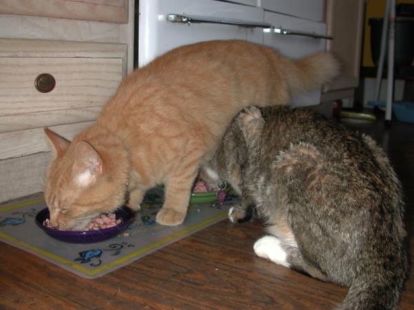 Kaj se lahko naučimo od mačje (ne)ješčnosti?