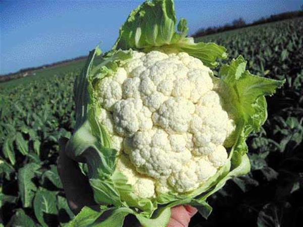 Svetovni prvak v improvizaciji je cvetača