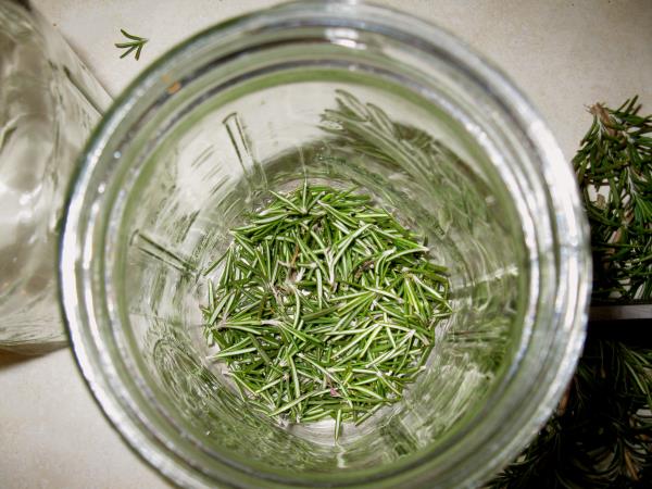 Kaj se zgodi, če pijete rožmarinov čaj na prazen želodec?