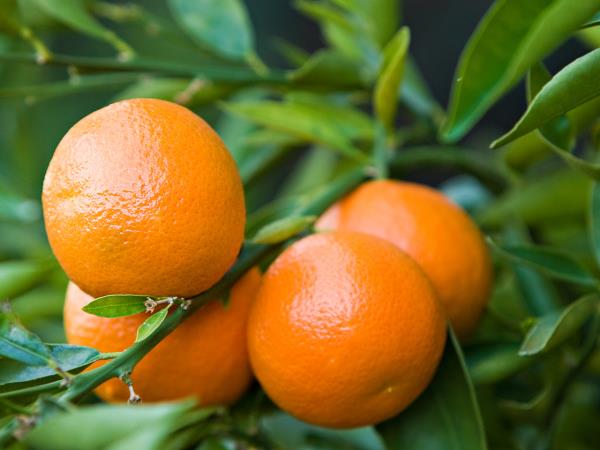Zakaj so klementine najboljši zimski prigrizek? Majhne agrumske čudeže so nabite z vitamini, antioksidanti in vlakninami