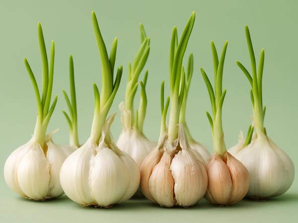 Kako česnu povečati že tako super moč