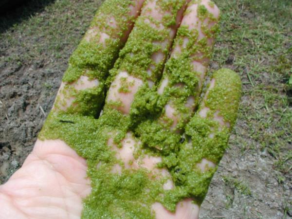Zakaj Japonci živijo najdlje? Skrivnost je zelena in plava – in Slovenci je skoraj ne poznamo