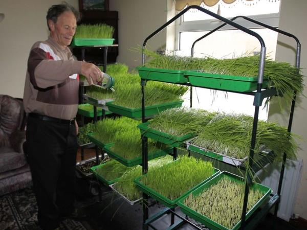 Zgodba o pščenični travi: zmaga narave, poraz farmacije