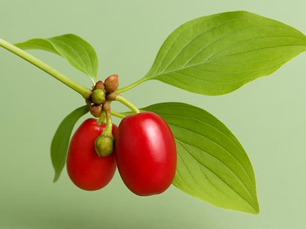 Ponovno odkrijmo pozabljeno: dren