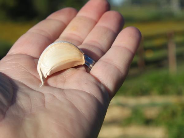 Kako jesti česen, da tega ne bo nihče vedel