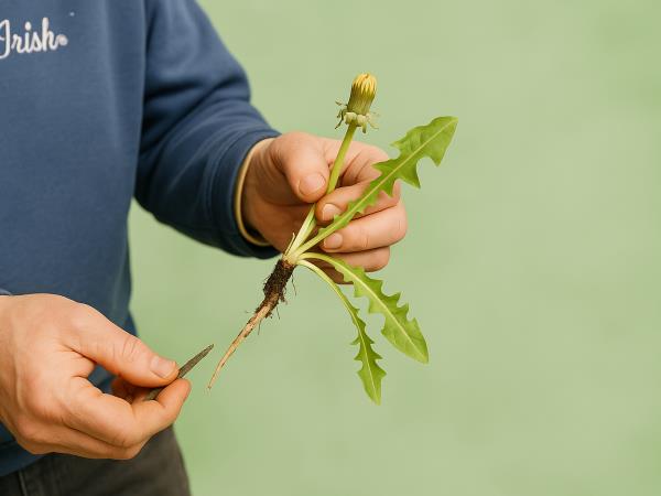 Poceni dieta proti kilogramom, celilitu in raku