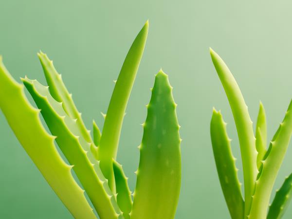 Nenavadno zdravilo proti vsem vrstam cist