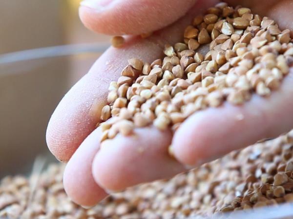 Če mislite, da je kvinoja super, potem ne veste, kaj skrivajo slovenska polja!