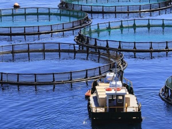 So miti o gojenih ribah resnični?