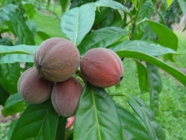 Avstralske jagode, ki čudežno ozdravijo raka v samo nekaj minutah