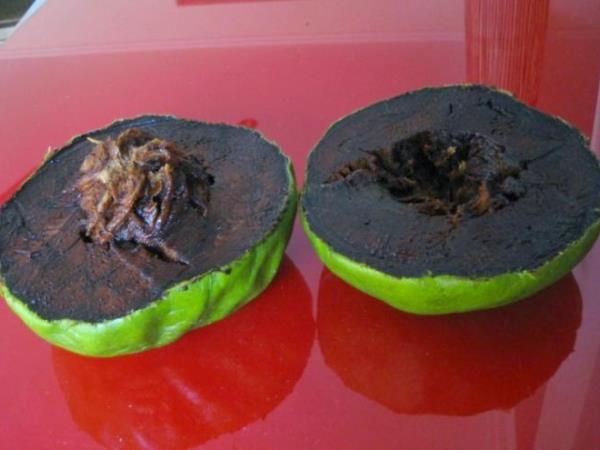Čokoladni puding, ki raste na drevesu: spoznajte tropski sadež z več vitamina C kot pomaranča