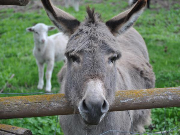 Ali veste za kaj je dobro osličje mleko?