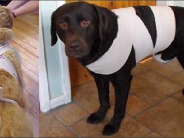 Kako svojega ljubljenčka zaščititi pred pokanjem petard