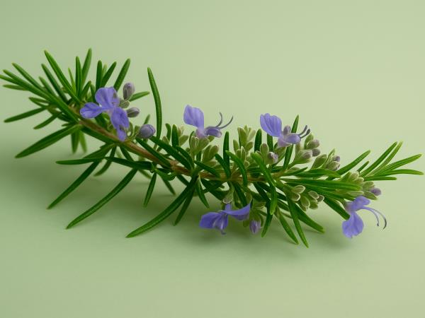 Rastlina, ki bi jo morali imeti skozi v žepu