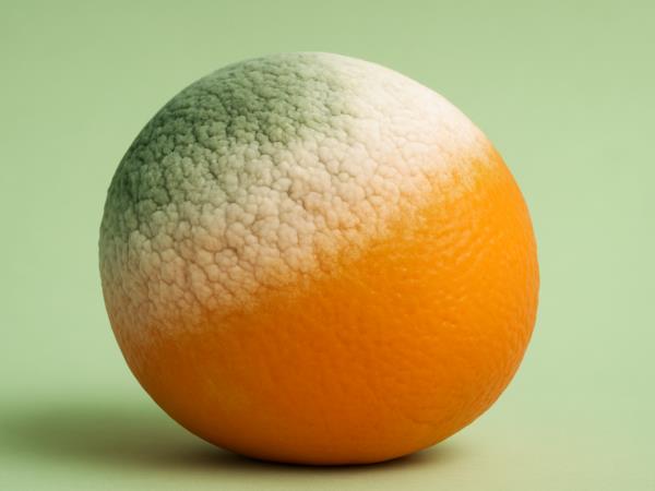 3 vrste plesni, ki se jim je treba izogibati