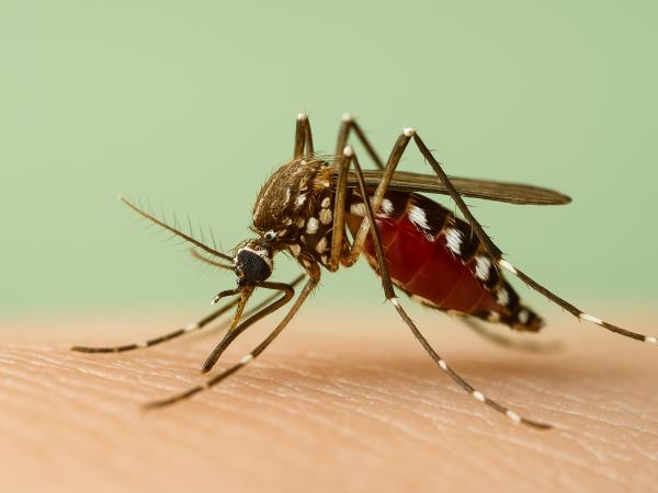Zakaj komarji nekatere pikajo, druge pa ne?