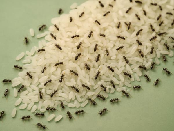 Ogabno, vendar neverjetno učinkovito zdravilo proti raku