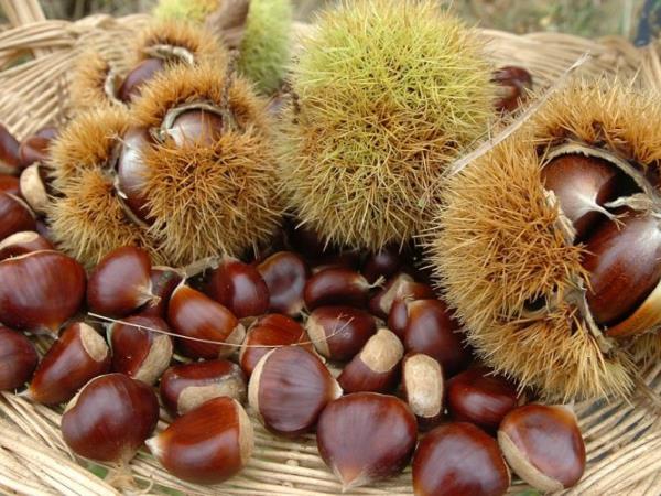 5 zdravstvenih prednosti kostanjev