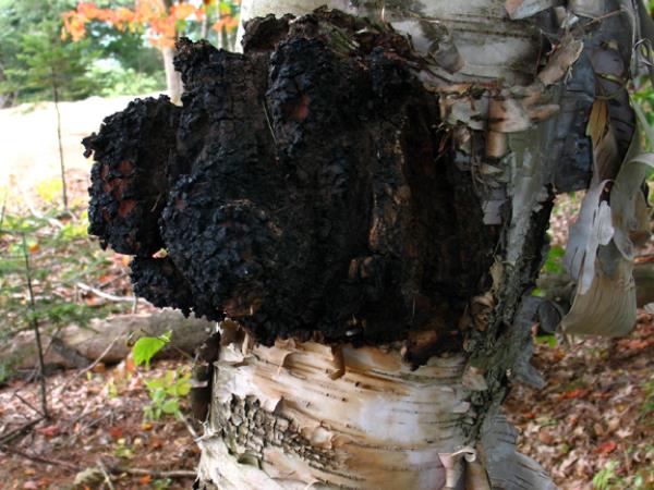 Čaj proti raku, ki ga pije tudi Putin