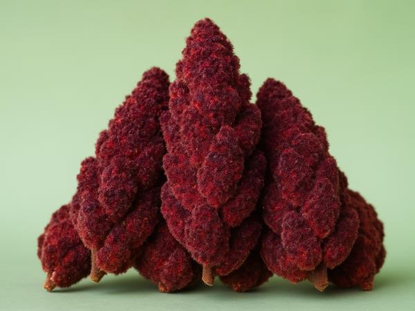 Kaj pretresljivega bi vsak moral vedeti o majhnem istrskem okrasnem grmu octovcu