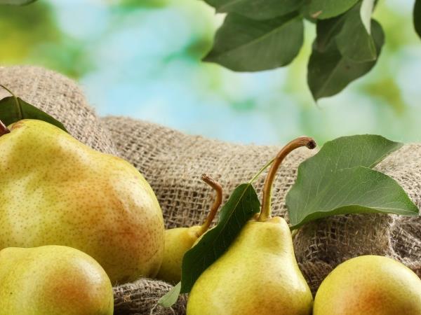 Ali poznate najokusnejšega odganjalca mačka?