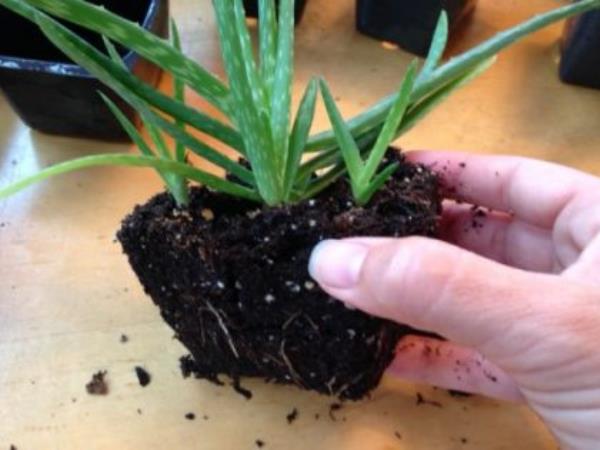 Bomba kisika: kako odstraniti strupe iz doma?