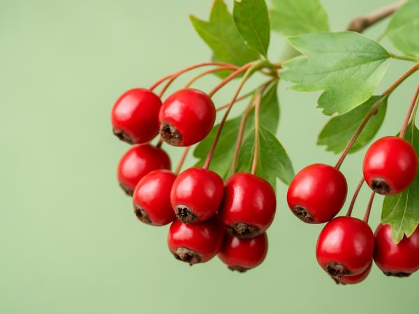 Glog - najmočnejše orožje ljudskih zdravilcev