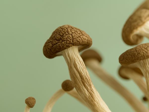 Medicinske gobe, ki jih premalo poznamo