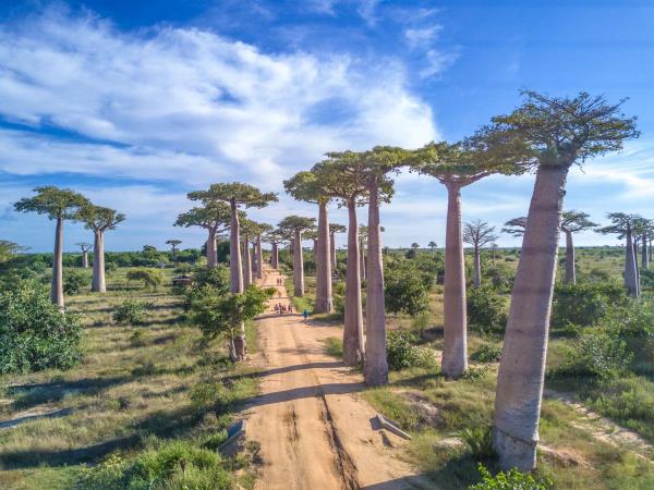Baobab: afriško drevo, ki v sebi skriva več vitamina C kot pomaranča in več kalcija kot mleko