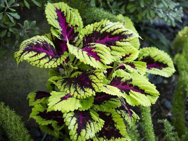 Forskolin: indijska kopriva, ki krepi organizem in podpira zdravje