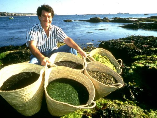 Kelp, jod kompleks - da vam ščitnica in hormoni bolje delajo