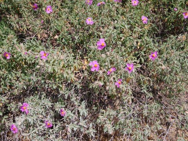 Čaj, ki je 30-krat močnejši od limonin