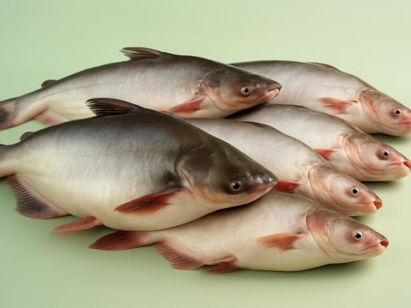 Ribe, ki uničujejo zdravje