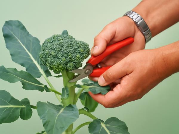 5 zdravih živil, kjer je preveč lahko nevarno