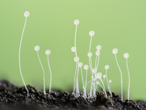 Črne glivice napadajo samo covid-19 okužene