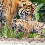 Zakaj nekateri prisegajo na starševstvo tigra, drugi pa se ob tem zgražajo