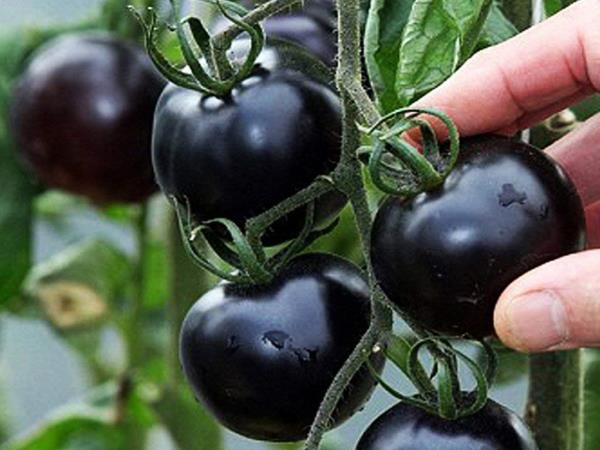 Črni paradižnik: superživilo, ki ga znanost šele odkriva