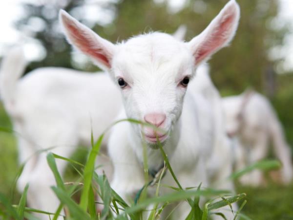 Zgodba starega Toma, ki ji znanost ne verjame