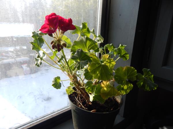 Pripravek iz geranije proti kašlju