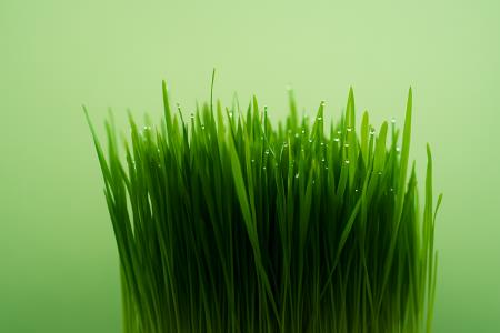 Ali je pšenična trava brez glutena?