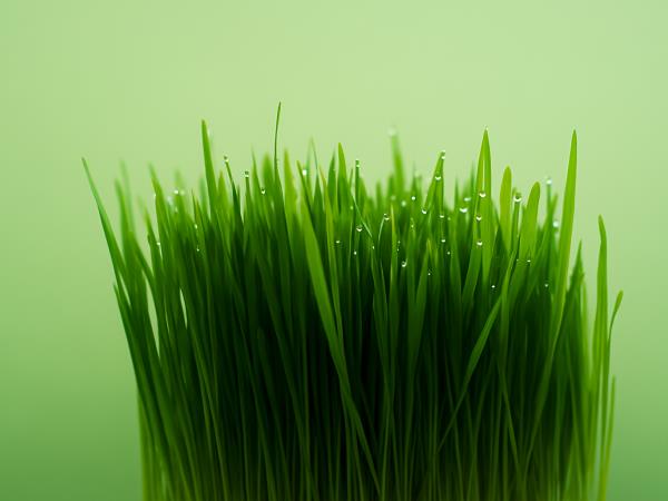 Ali je pšenična trava brez glutena?