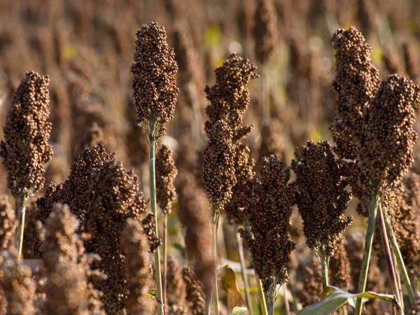 Lahko prebavljivo žito, ki varuje vašo prebavo