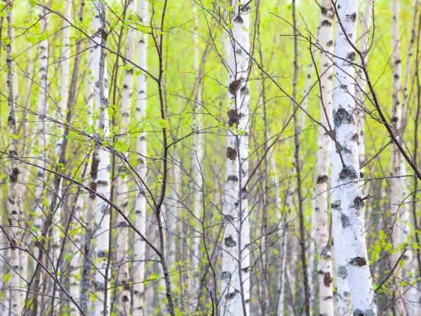 Zdravilne lastnosti breze