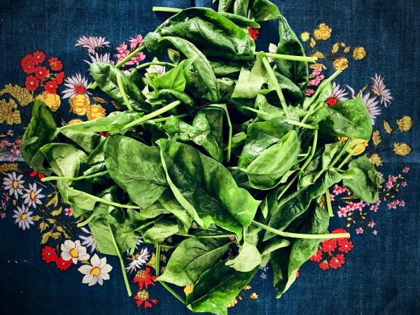 7 spomladanskih superživil