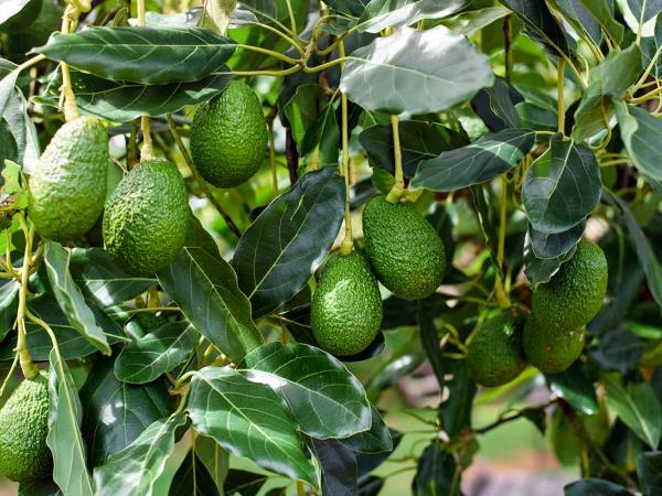 Zdravilni listi avokada